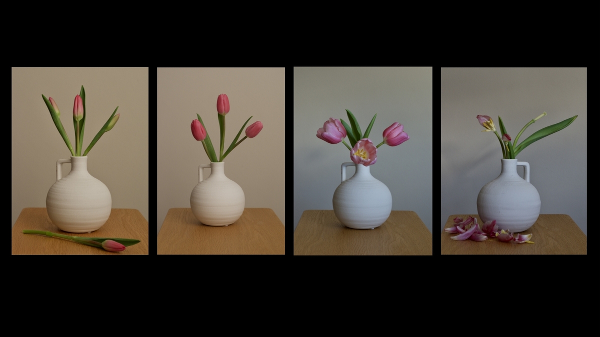 Tulip journey - Linda Knapper - Highly Commended